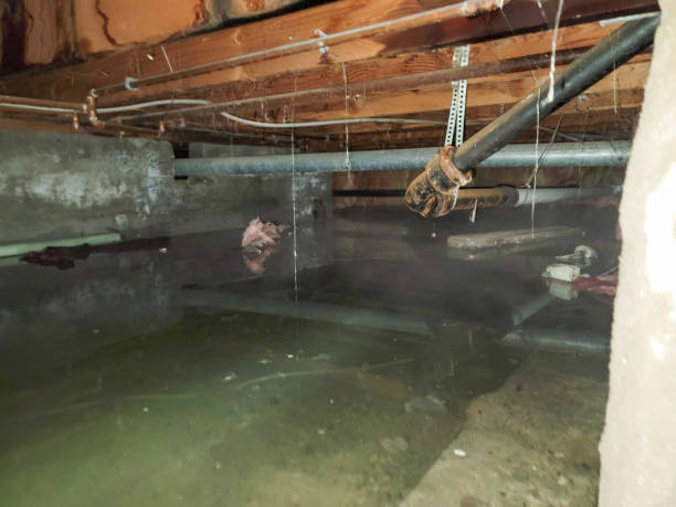 Best Basement water damage restoration  in Flora, AL